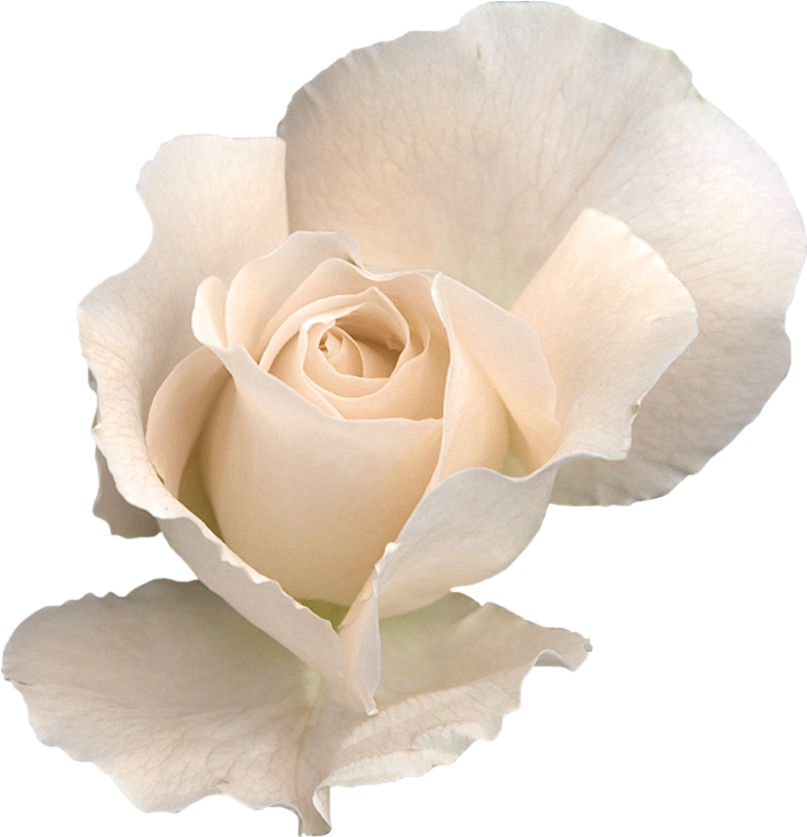 2 Png - White Rose Transparent (839x851)