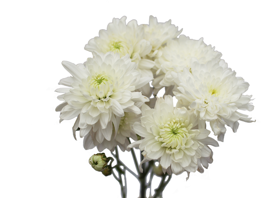 Chrysanthemum Flower Chrysanthemum Flower - Cut Flowers (1024x683)