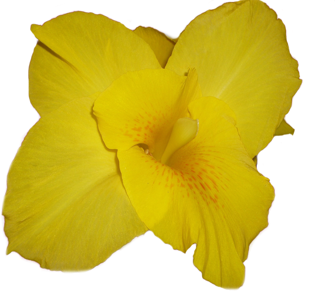 Http - //li-web - Ru/ - Shutterstock (1101x958)