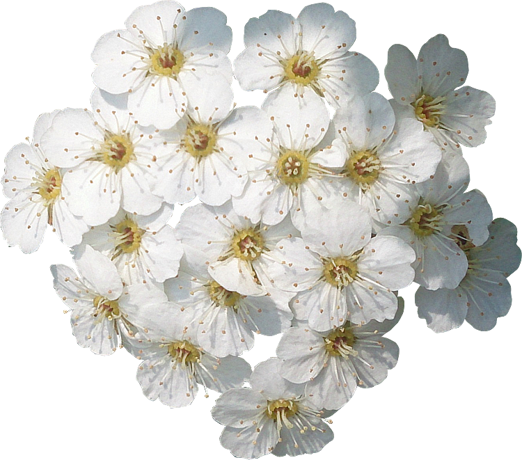 2018 03 27 - Fleurs Détourées (750x661)