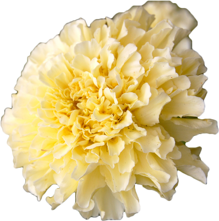 Mexican Marigold Calendula Officinalis Flower Annual - Marigold (1200x798)