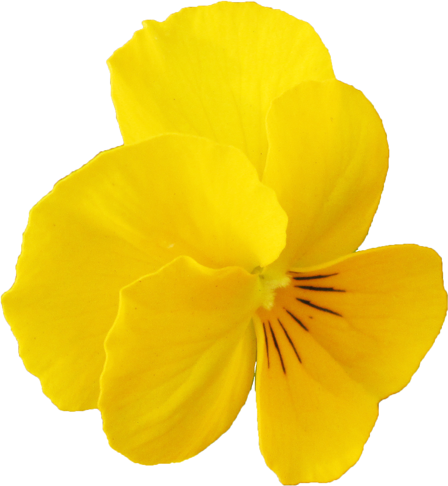 三色すみれ1 - Pansy (961x1024)