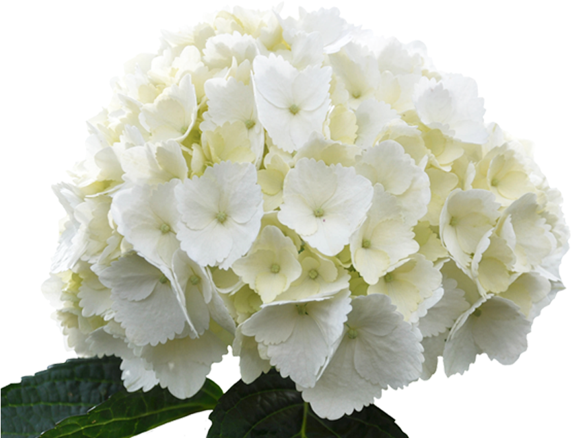 Gardens - White Hydrangea Flower Png (858x643)