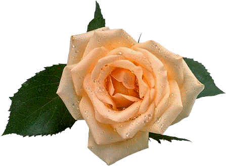 Free Flower Gif Images - Happy Valentine Day Gif Flower (447x329)