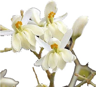Moringa Flowers Use In Traditional Medicine - Moringa Tree Flowers (398x375)