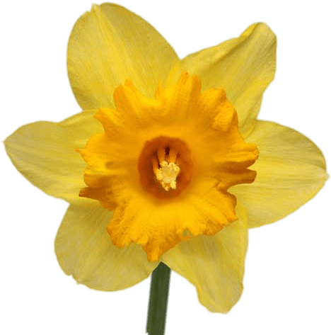 Daffodil Transparent Png - Yellow Daffodil (500x500)