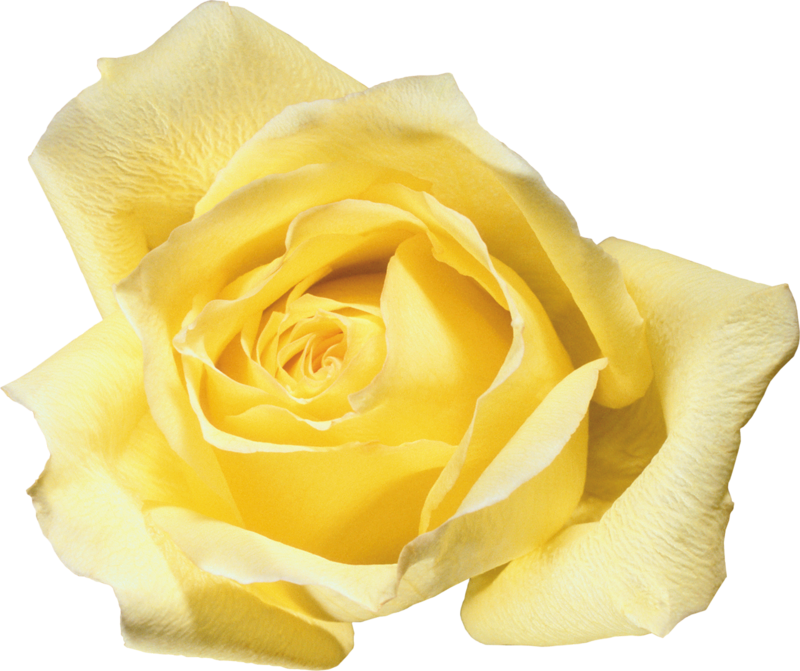 Фотографии В Альбоме «розы», Автор Lar - Rose (800x671)