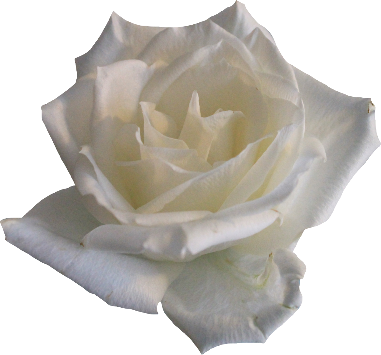 White Rose 02 Png By Thy Darkest Hour - Rose (1280x1192)