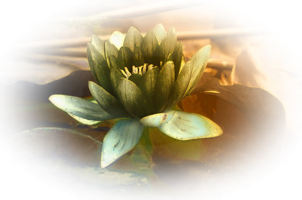 Fleur - Artificial Flower (600x397)