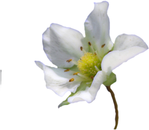 Tube Fleur - Rosa Canina (600x450)