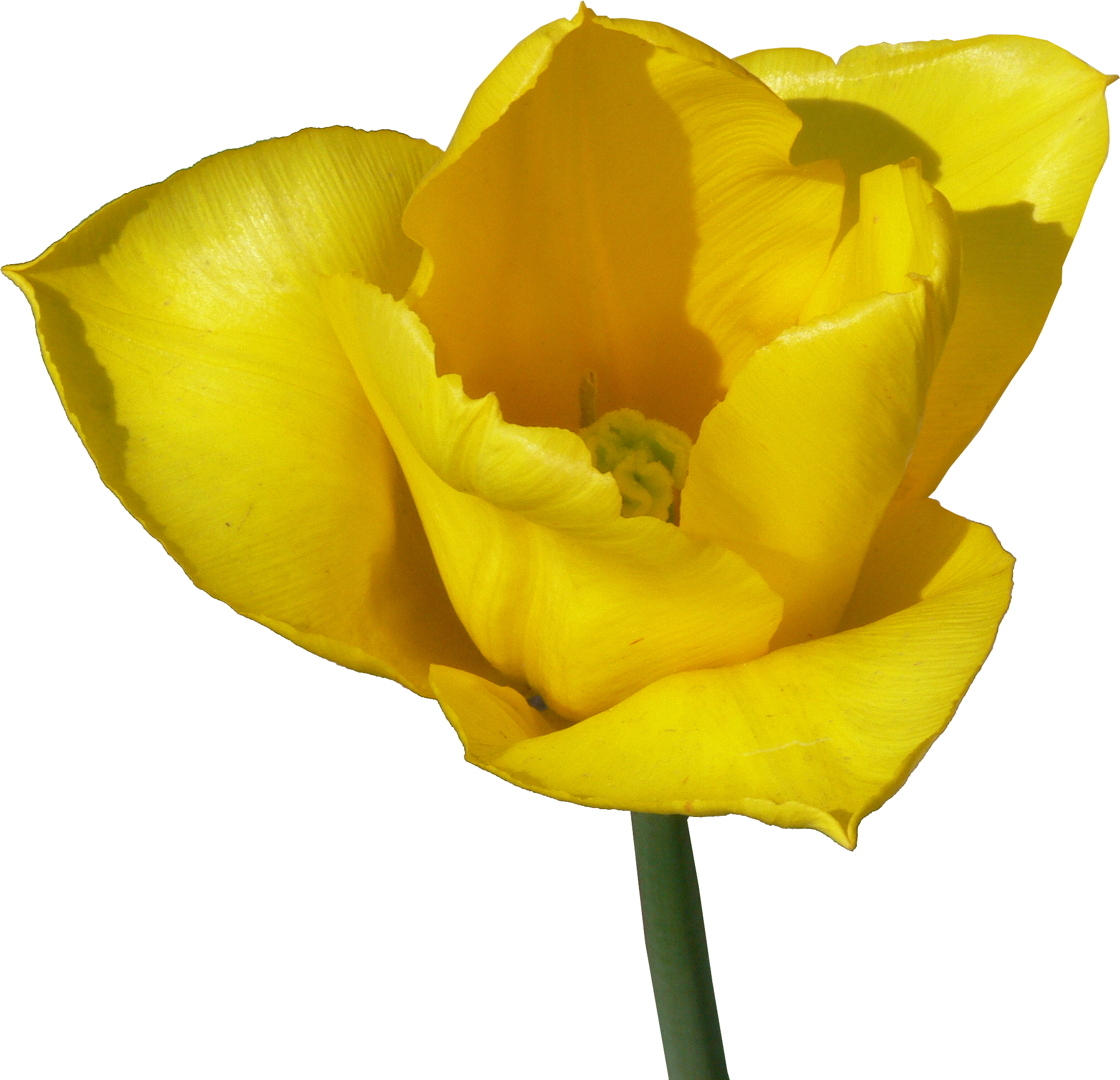 Скачать Png - Globe Flower (2258x2220)