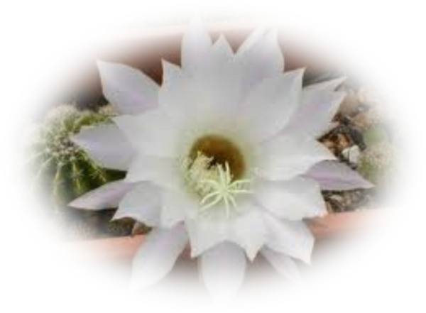 Mes Tubes Fleurs De Cactus - Fleurs De Cactus (600x441)