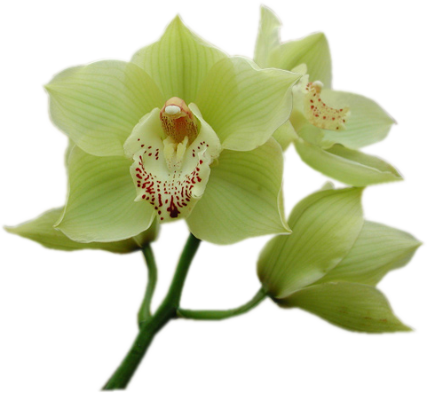Tube Fleur Orchidée - Gif De Fleur Blanche (481x443)