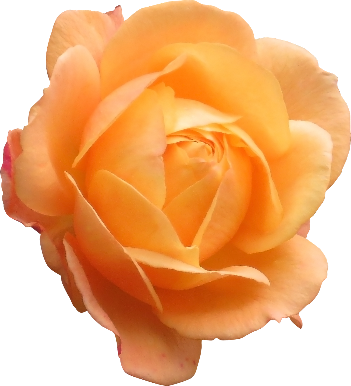 #4046385907, V - 3 - 6 463 - 1 Kb, Orange Flowers - Flower (1165x1280)