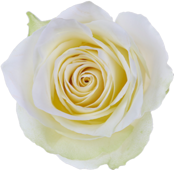 Athena Single Head Rose - Single White Rose Png (500x375)