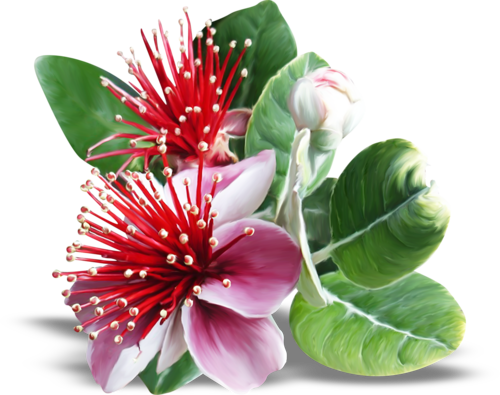 Reflexos Flores Na Agua (500x395)