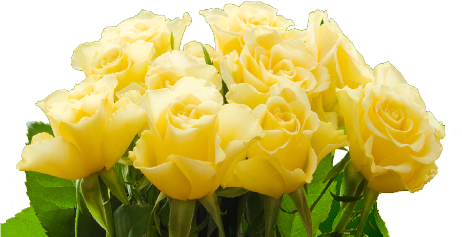 More Than Roses - Transparent Png Yellow Rose (900x600)