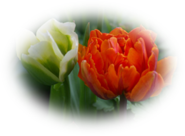 Mes Tubes Fleurs - Friday (600x441)