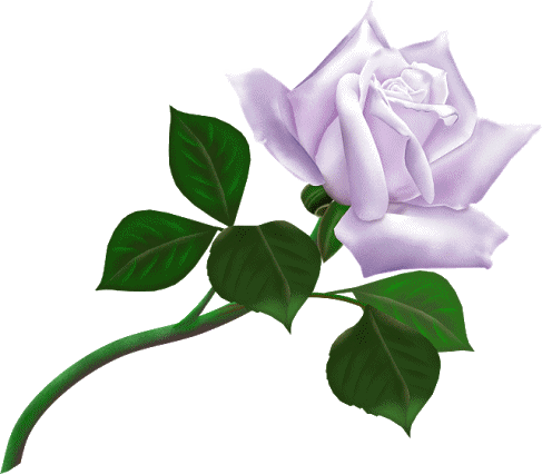 Roses - Png Of White Rose (487x426)