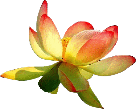 Lotus Jaune Et Orange - Gif Animes Bon Dimanche (469x380)