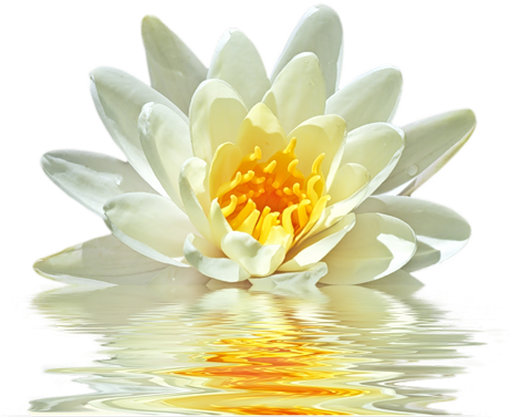 Nénuphar - Лилии На Белом Фоне (500x469)