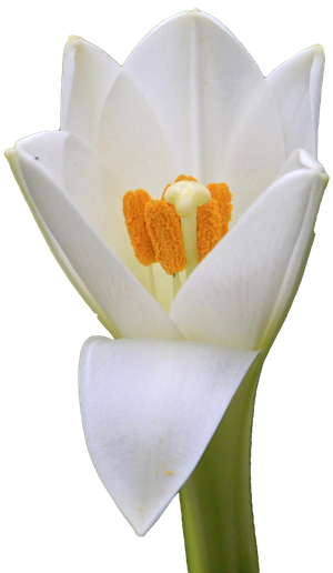 Flowers - Arum (300x516)