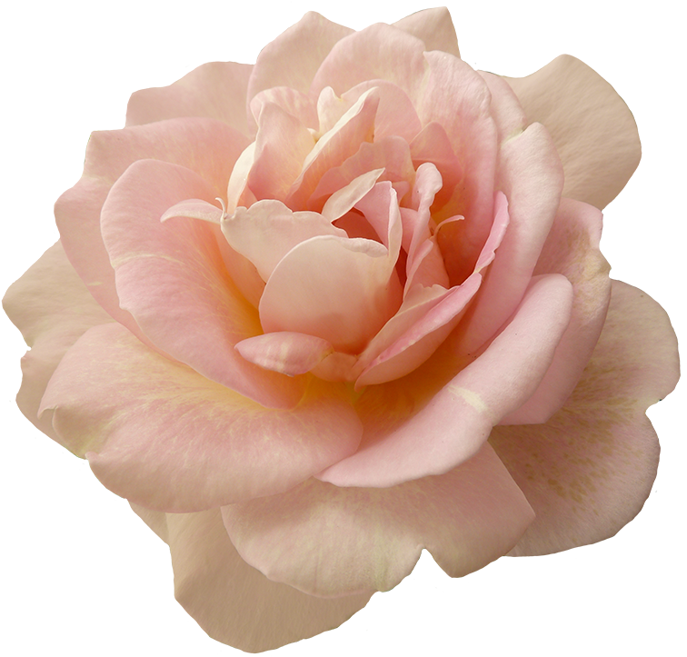 Image Result For Pink Flowers Png - Image Result For Pink Flowers Png (797x768)