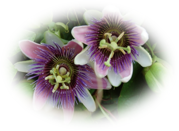 Mes Tubes Fleurs De Passiflore - Purple Passionflower (600x441)