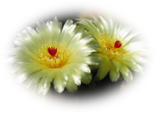 Mes Tubes Fleurs De Cactus - Gif Fleurs De Cactus (600x441)