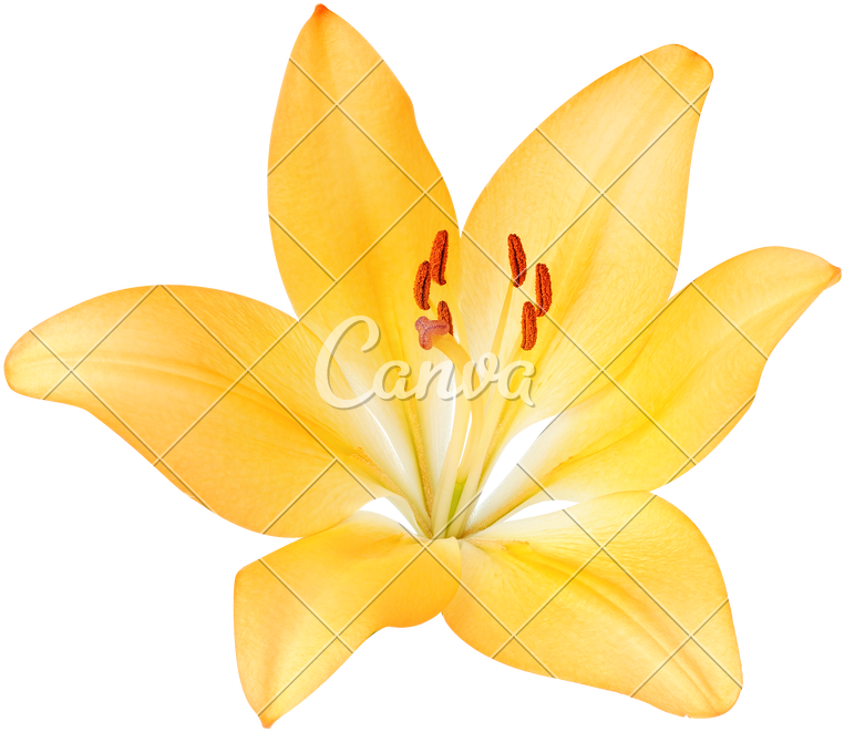 Yellow Lily Flower - Photography (800x692)