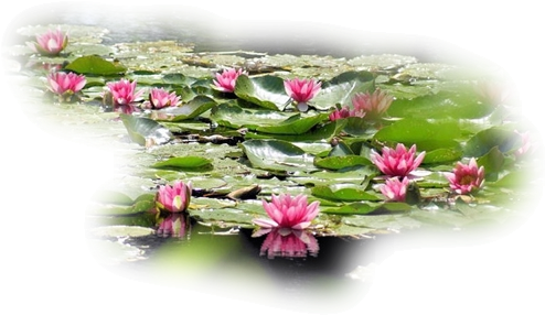 Tube Femmes Nénuphar Png (506x305)