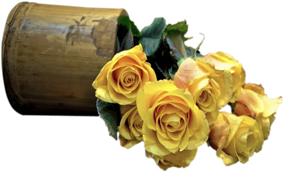 Printemps Roses Tubes Fleurs Printemps Rose Jaunes - Rose Bush Flower Seeds 200 Stratisfied Seeds Free Shipping, (600x448)