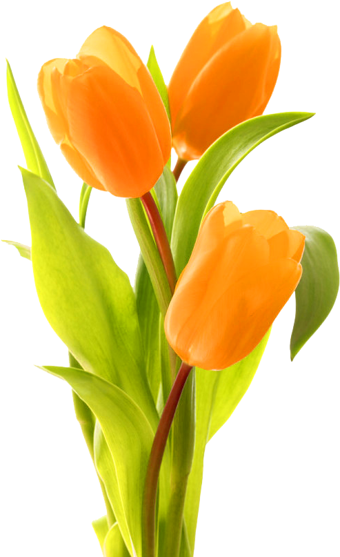 Keukenhof Indira Gandhi Memorial Tulip Garden Bouquet - Orange Tulip With Transparent Background (600x900)