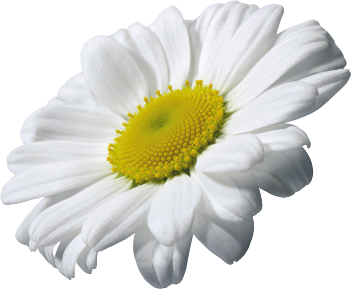 8 Kb, Flower In The Water - Camomile Png (700x576)