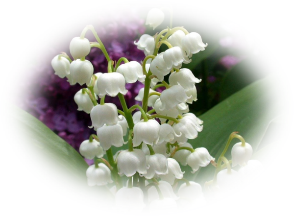 Mes Tubes Fleurs - Détergent Surodorant Bactéricide Senet 3d (600x441)