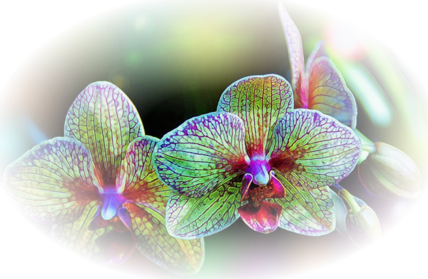 Orchidee - Misted - Orchids (600x391)