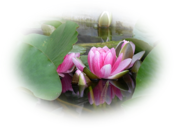 Mes Tubes Lotus - Sacred Lotus (600x441)