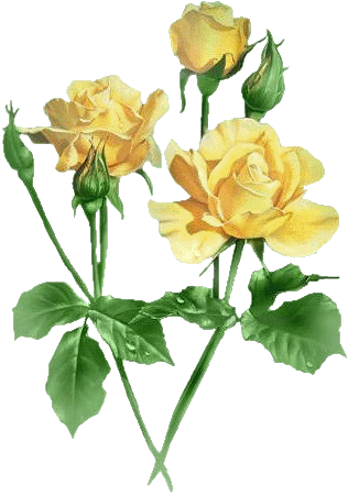 Garden Roses (316x451)