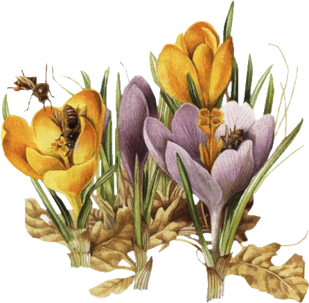Crocus Et Abeilles - Marjolein Bastin (500x459)
