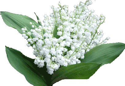 Tubes Divers Muguet - Lirio Do Vale Flor (422x345)