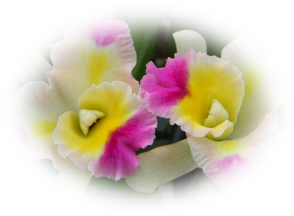 Mes Tubes Orchidées - Christmas Orchid (600x441)