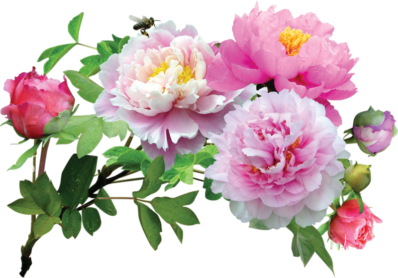 Pivoines - Chinese Peony,peony Root Seeds, - 10 Pcs Peony Seeds (800x558)