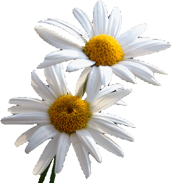 Tubes Fleurs - Have A Wonderful Weekend (400x396)