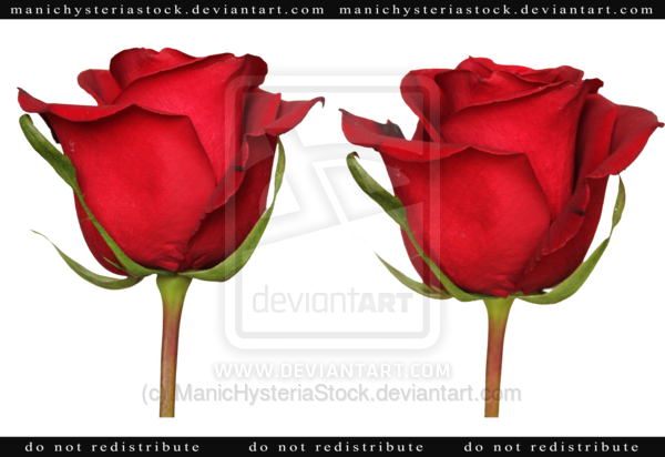 Tyler The Creator Stencil - Rose (600x412)