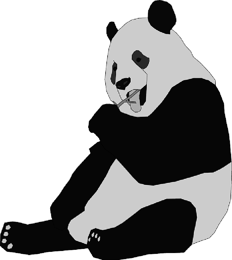 Sitting, Panda, Eating, Animal, Giant, Shoots - Giant Panda Clip Art (800x895)