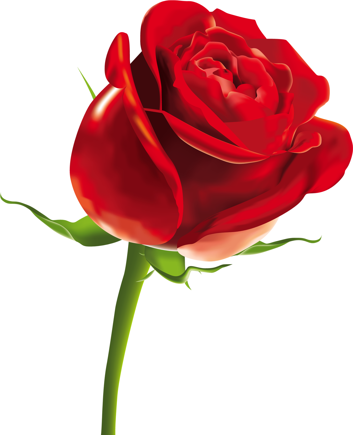 Rose Flower (1438x1729)