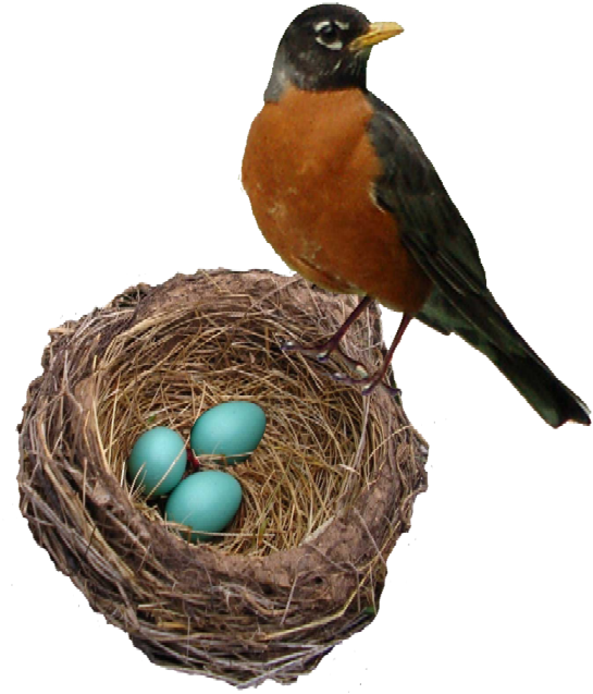 Robins Nest Web - Robin Bird In Nest (700x700)
