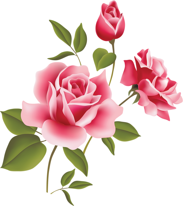 Lindas Flores Em Png E Hd - Pink Roses Clipart (711x800)
