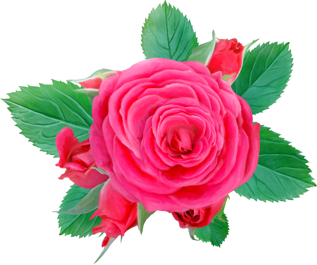 Centifolia Roses Flower Pink Clip Art - Garden Roses (1249x1044)