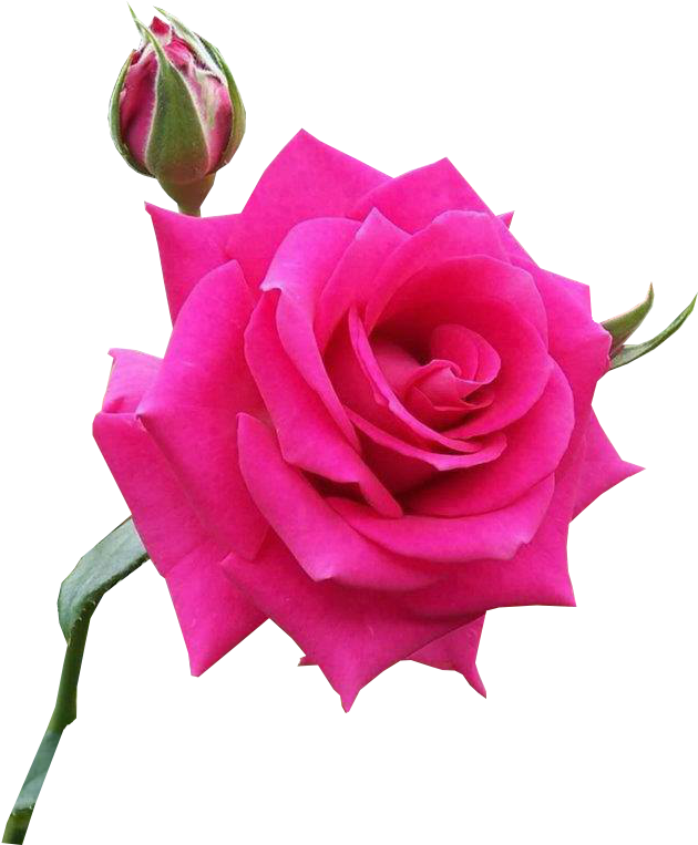 Outras Imagens Pngs De Flores, Imagens Pngs De Flores - God (657x768)